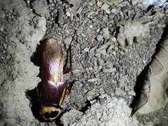 Periplaneta americana