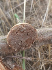 Fomitiporia hippophaeicola