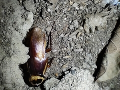 Periplaneta americana