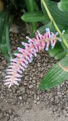 Aechmea gamosepala