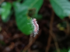 Thyrassia