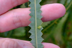 Banksia prionotes