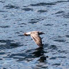 Larus occidentalis