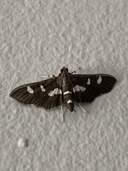 Desmia funeralis
