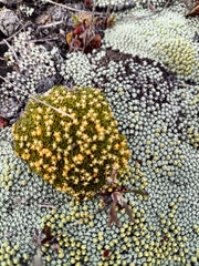 Colobanthus brevisepalus