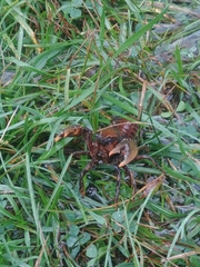 Procambarus gracilis