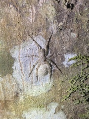 Pandercetes gracilis