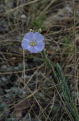 Linum perenne