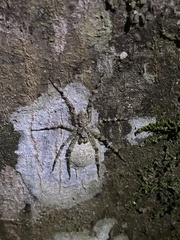 Pandercetes gracilis