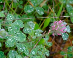 Trifolium hirtum