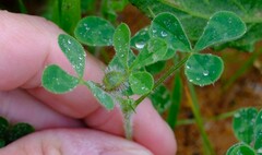 Trifolium hirtum