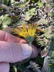 Arctotheca prostrata