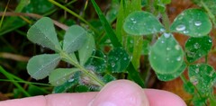 Trifolium hirtum