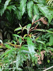 Strobilanthes schomburgkii