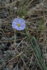Linum perenne