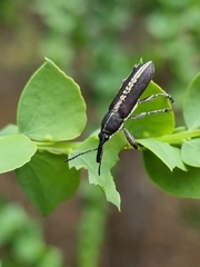 Rhinotia