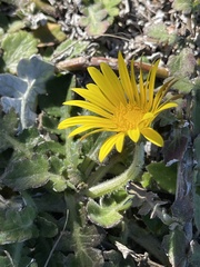 Arctotheca prostrata