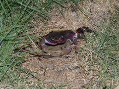 Johngarthia weileri
