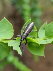 Rhinotia