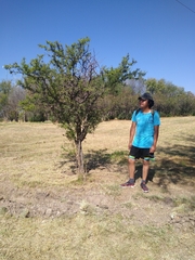 Vachellia farnesiana