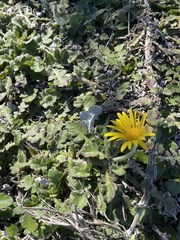 Arctotheca prostrata