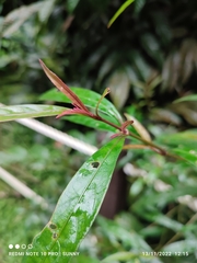 Strobilanthes schomburgkii