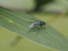 Dolichopodidae