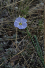 Linum perenne