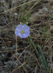 Linum perenne