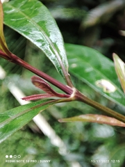 Strobilanthes schomburgkii