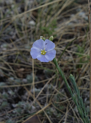 Linum perenne