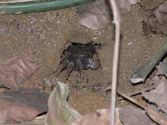 Johngarthia weileri