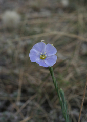 Linum perenne