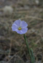 Linum perenne