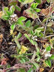 Trifolium striatum