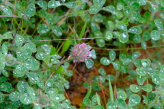 Trifolium hirtum