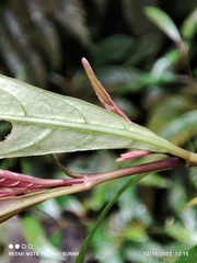 Strobilanthes schomburgkii
