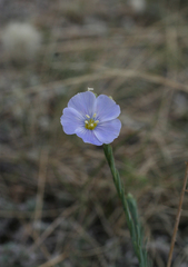 Linum perenne
