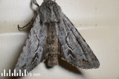 Ichneutica ustistriga