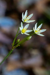 Nothoscordum bivalve