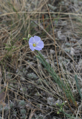 Linum perenne