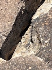 Crotalus cerastes cerastes