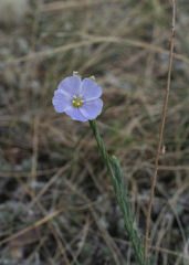 Linum perenne
