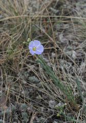 Linum perenne