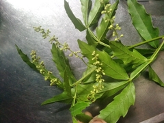 Paullinia pinnata