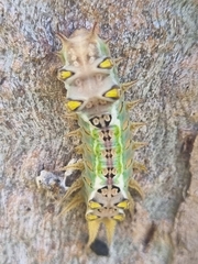 Doratifera oxleyi
