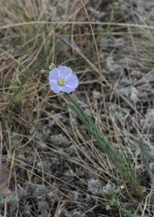 Linum perenne