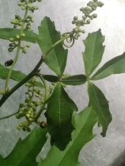 Paullinia pinnata