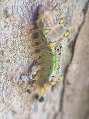 Doratifera oxleyi