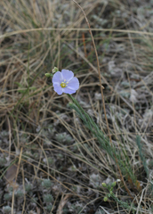 Linum perenne